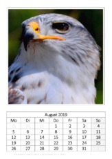 August_Königsbussard.pdf